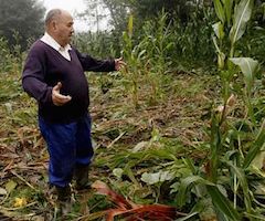 Los ataques del jabalí ponen en peligro una de las mejores cosechas de maíz